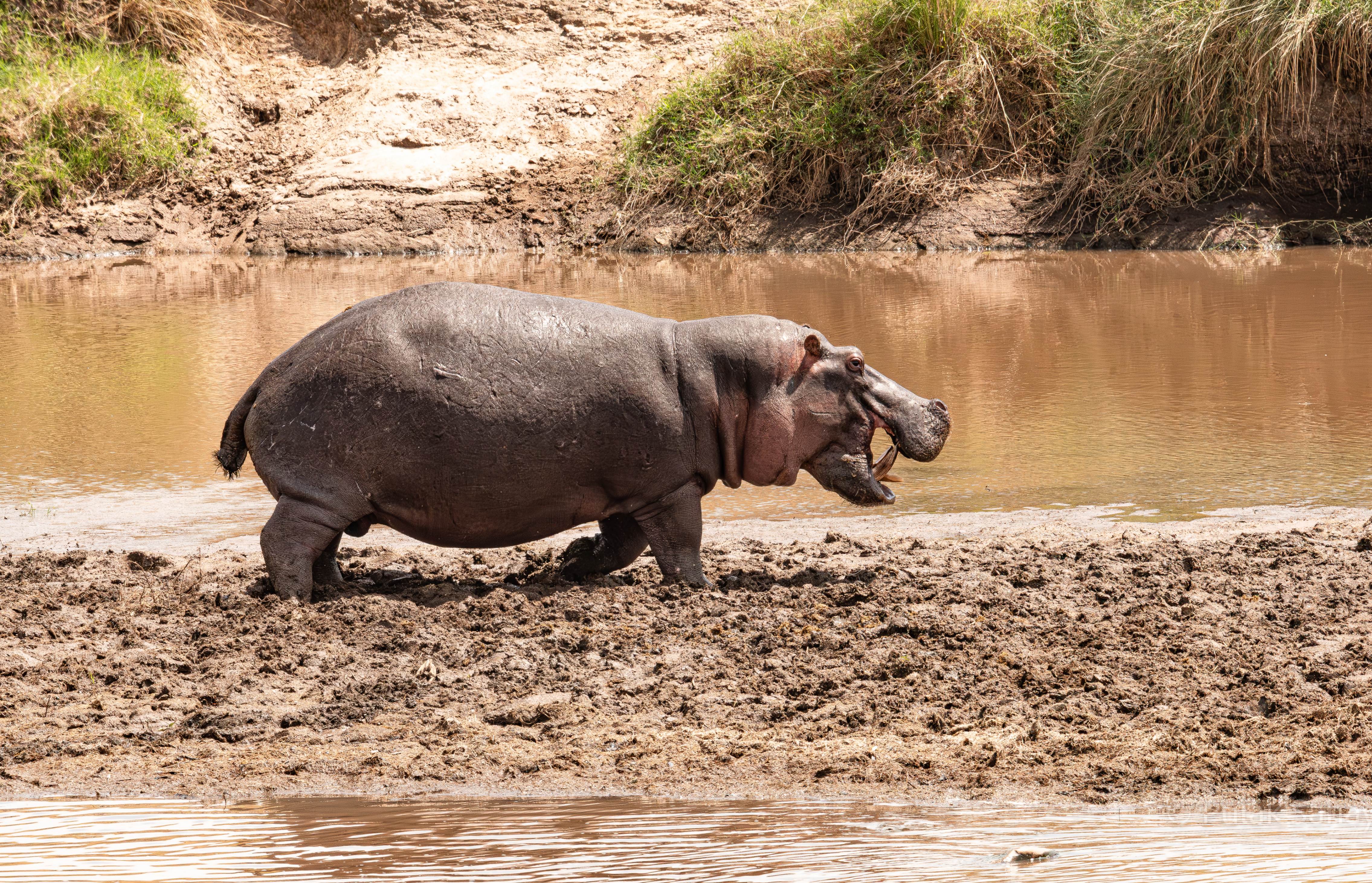 Hippo running to see off an intruder